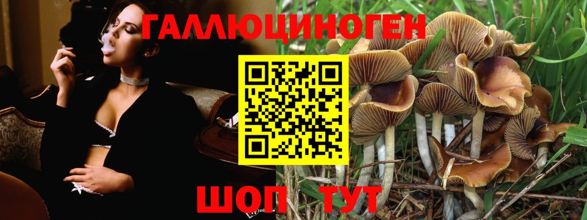Псилоцибиновые грибы Psilocybe  Вход с VPN  Славгород  Псилоцибиновые грибы Cubensis 